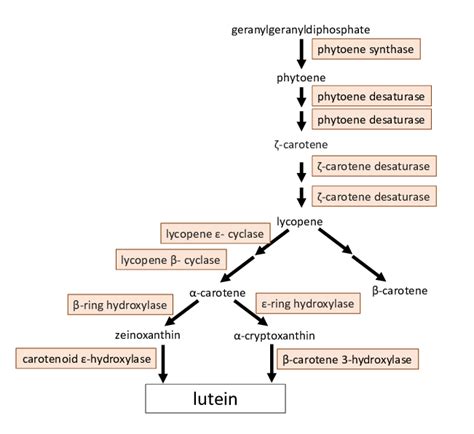 Lutein biosynthesis pathway (redrawn based on kyoto encyclopedia of ...