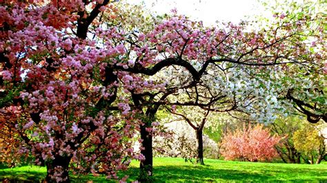 Trees in Field at Springtime