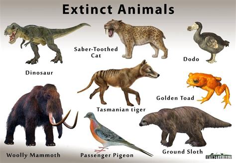 why do animals become extinct? - letsdiskuss