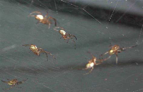 Six Spiderlings | Black widow spiderlings, just a couple of … | Flickr