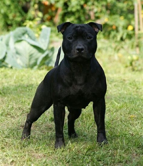 35 Cutest Staffordshire Bull Terrier Pictures Ever