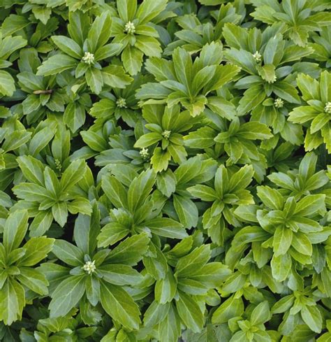 Japanese Spurge - Plant Library - Pahl's Market - Apple Valley, MN