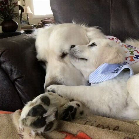 Cuddle bug : r/aww