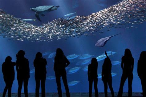 Exhibit descriptions | Monterey Bay Aquarium media kit | Newsroom