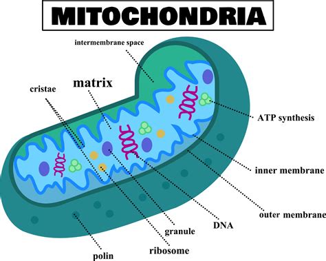 Anatomy of the mitochondria.Structure of cell.Mitochondrial diagram ...