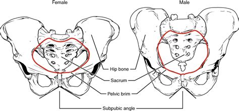 The Pelvic Girdle and Pelvis | Anatomy and Physiology I