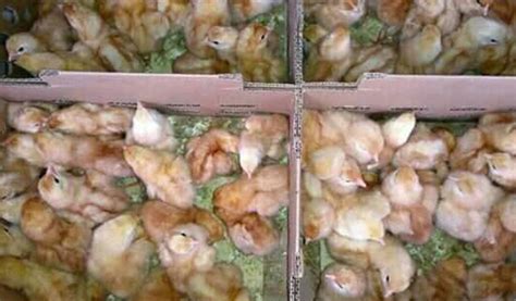 Cari Tau Tempat Jual Bibit Ayam Petelur Termurah 2020 - Aplikasi ...