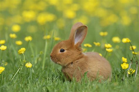 30 Cute Bunny Pictures to Make You Smile — Adorable Bunnies