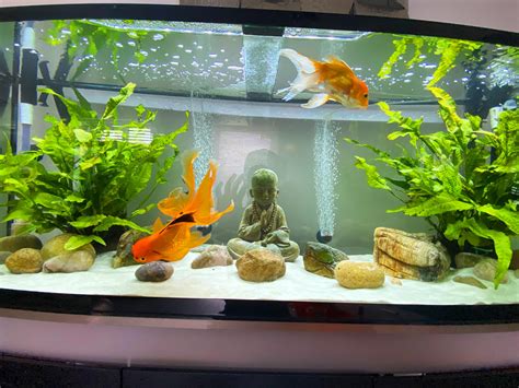 My fancy goldfish tank. : r/Goldfish