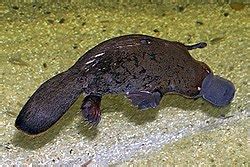 Platypus - Simple English Wikipedia, the free encyclopedia