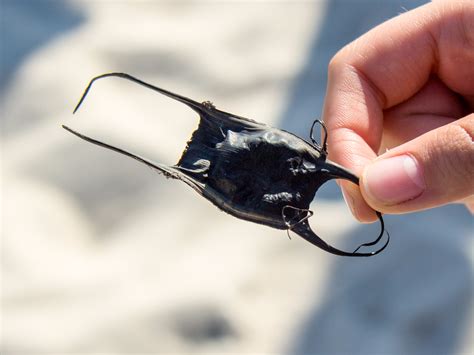 Black seaweed-like pods on beaches are skate egg cases - Business Insider