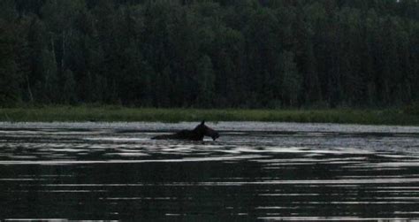 Keep your camera handy: Stories of Manitoba lake monsters told for ...