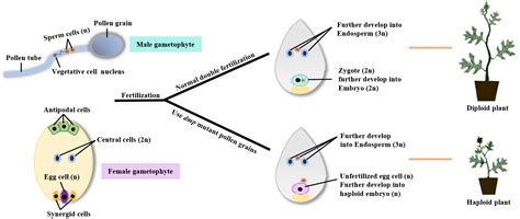 Researchers create double-haploid watermelon plants via in vivo, seed ...