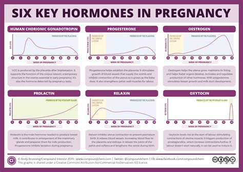 Six key pregnancy hormones and their roles – Compound Interest