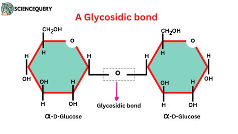 Glycosidic bond definition and structure - ScienceQuery