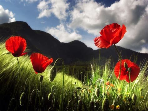 Poppy Flower Wallpapers - Wallpaper Cave