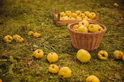 Free picture: quince, fruit tree, produce, nature, tree, fruit ...