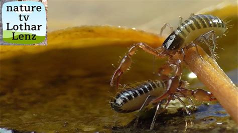 Pseudoscorpion in my garden. Pseudoscorpion im Garten - YouTube