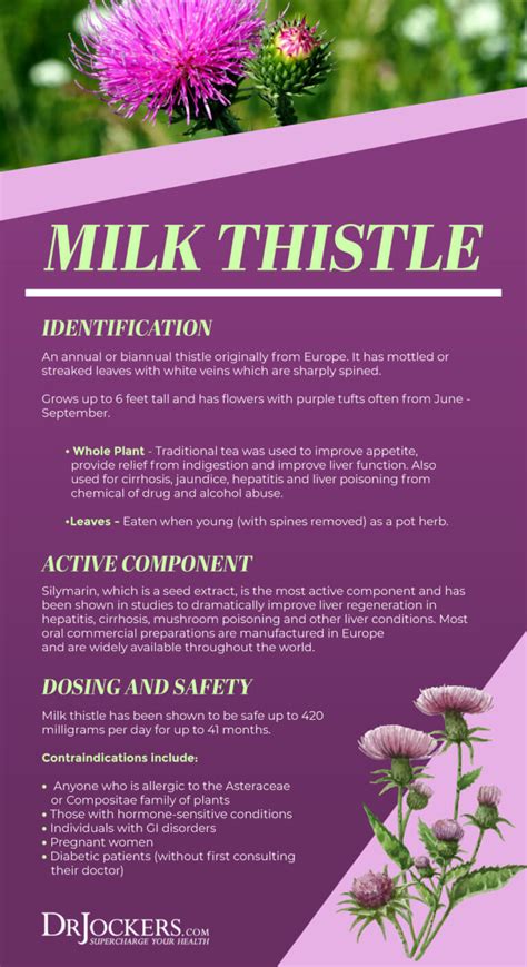 Milk Thistle: 6 Amazing Health Benefits - DrJockers.com