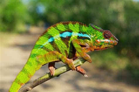 New chameleon species showcase fragile biodiversity in Madagascar ...