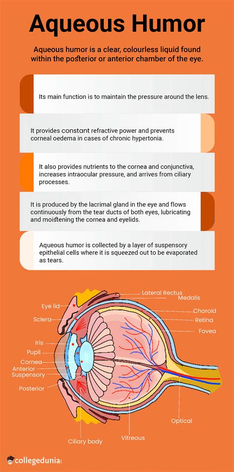 Aqueous Humor: Composition, Function & Chambers
