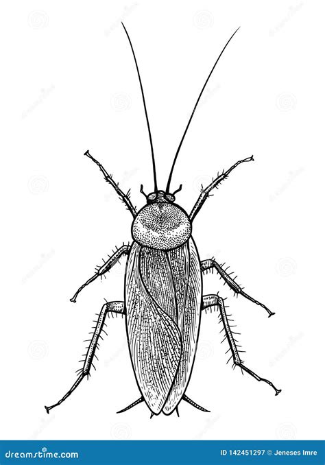 Cockroach Illustration, Engraving, Drawing, Ink, Vector Stock Vector ...