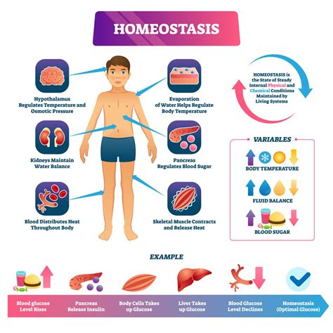 How To Maintain Homeostasis