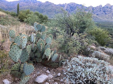 Catalina State Park | Holly Kernes