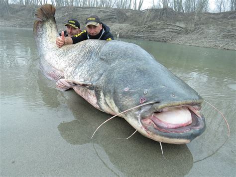 International Fishing News: ITALY: record size 265 lbs wels catfish caught