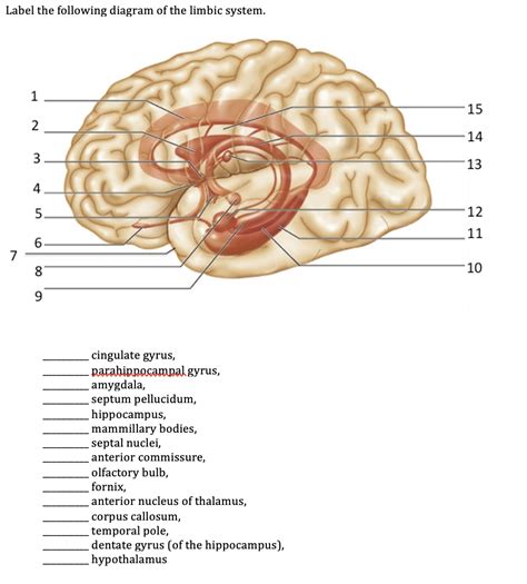 Solved Label the following diagram of the limbic system. 1 | Chegg.com