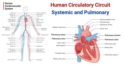 Human Circulatory Circuit: Systemic and Pulmonary