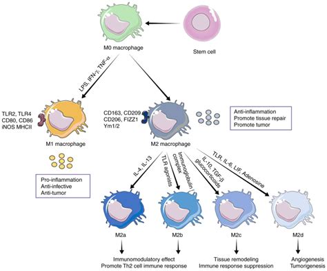 The macrophage polarization by miRNAs and its potential role in the ...