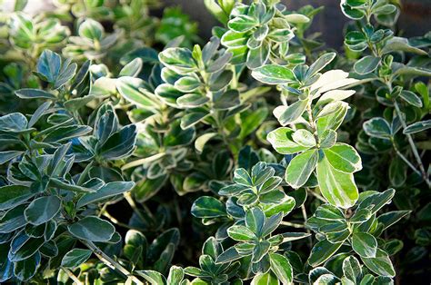 Take a look at the many faces of Euonymus evergreen shrubs | HeraldNet.com