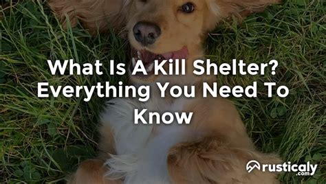 What Is A Kill Shelter? With The Clearest Explanation