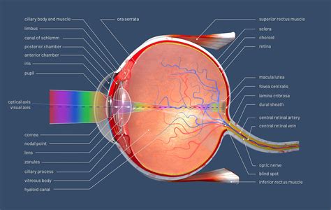 3d illustration of a cross section of the human eye with explanations ...