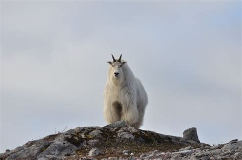 Identifying Vulnerable Mountain Goat Populations (U.S. National Park ...