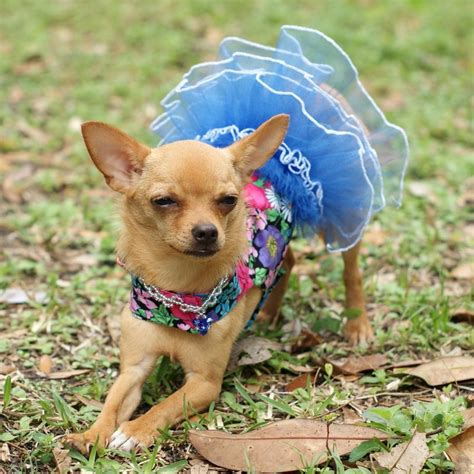 The Charming chi: Yes, You Can Have Your Chihuahua Wearing Clothes! And ...