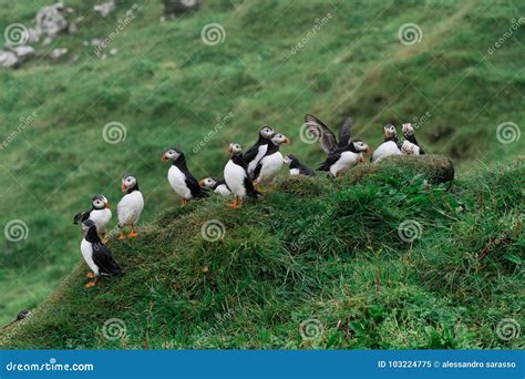 Puffins on the Cliffs of Mykines Island in the Faroe Islands Stock ...