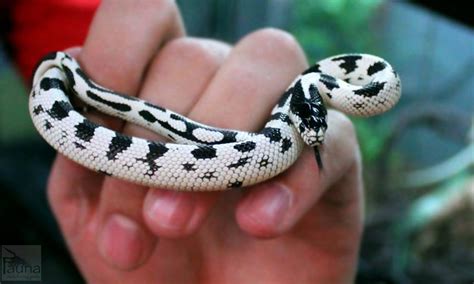 High White California Kingsnake (Lampropeltis getula californiae)