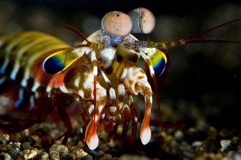 Così i crostacei vedono i colori - Galileo