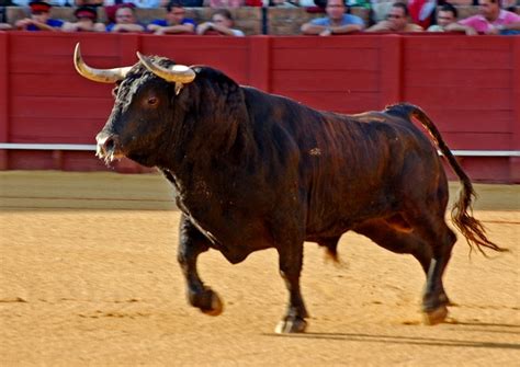 The Bull | Aficionados International