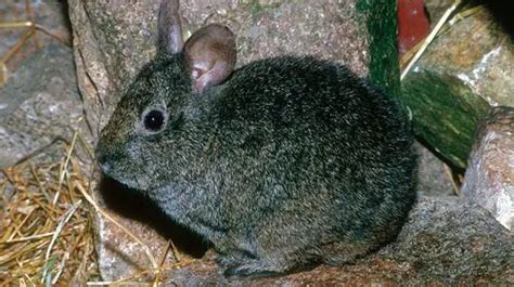 Volcano rabbit - Characteristics, Habitat & Breeding - Endangered Species