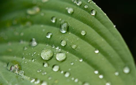 Grass, Drops, Macro, Surface, Sheet, Leaf, Veins HD wallpaper | Pxfuel