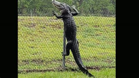 Shocking video shows alligator climbing fence at US Navy air base ...