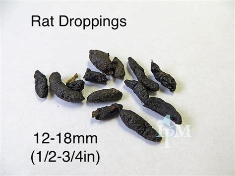 How To Identify Rat Droppings; What Size Are They? — Hammer ...