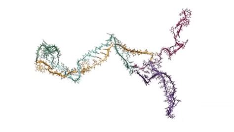 Amazing Videos Of RNA Folding Made By R2D2 Method | IFLScience