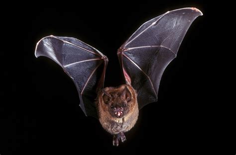 Bat - Nocturnal, Echolocation, Flying Mammal | Britannica