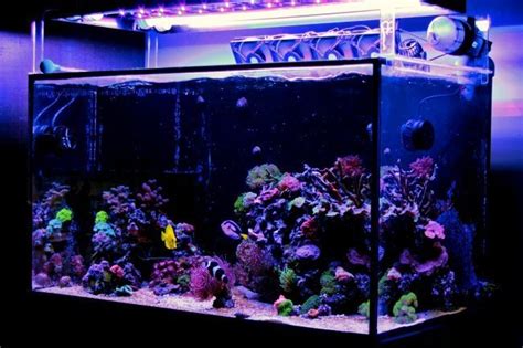 All In One Saltwater Aquarium Kit: The 5 Best Starter Packages