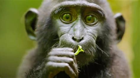 Best Monkey Moments | BBC Earth - Go IT