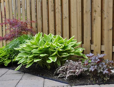 Shade Plants For Zone 5: Growing Shade Plants In Zone 5 Gardens